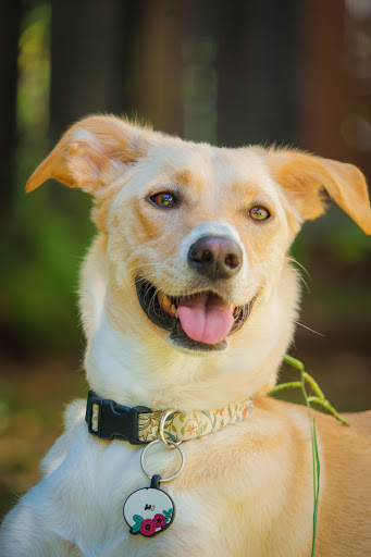 Insight Veterinary Wellness Center image