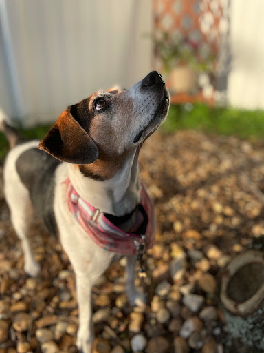 Pet Supply Store «Le Pup Pet Supplies and Grooming - Clermont», reviews and photos, 4359 S Hwy 27, Clermont, FL 34711, USA