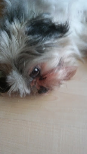 Pet Supply Store «Pet Supplies Plus», reviews and photos, 101 Mountaineer Dr #113, Stroudsburg, PA 18360, USA