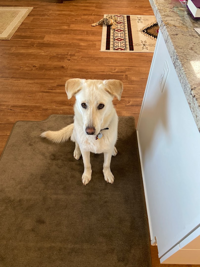 Desert Labrador Retriever Rescue