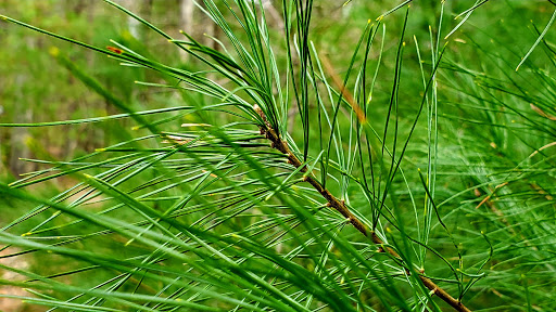 Nature Preserve «Wildlands Trust - Willow Brook Farm Preserve», reviews and photos, 99 Barker St, Pembroke, MA 02359, USA