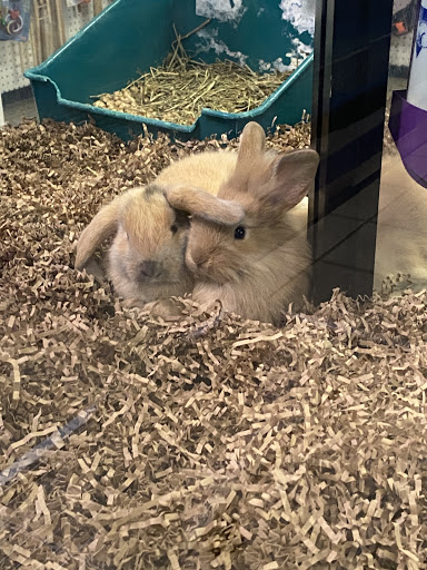 Pet Store «Fish Bowl Pets», reviews and photos, 1013 Hope St, Stamford, CT 06907, USA