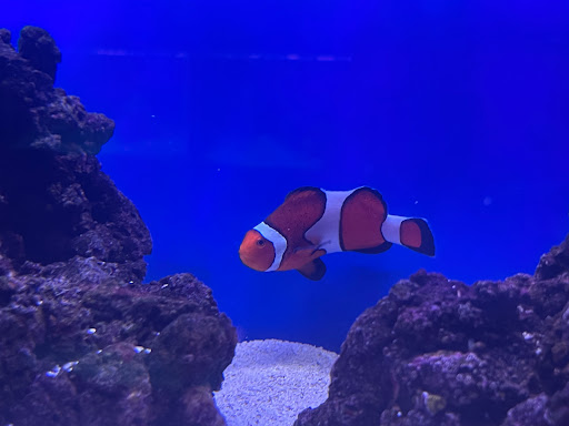 Pet Store «Animal Attraction», reviews and photos, 2518 11th Ave, Greeley, CO 80631, USA