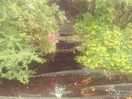 Pet Supply Store «Copper Creek Mercantile», reviews and photos, 4415 River Rd N, Keizer, OR 97303, USA