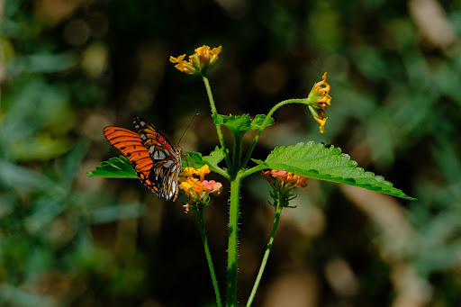 Nature Preserve «Cedar Ridge Preserve», reviews and photos, 7171 Mountain Creek Pkwy, Dallas, TX 75249, USA