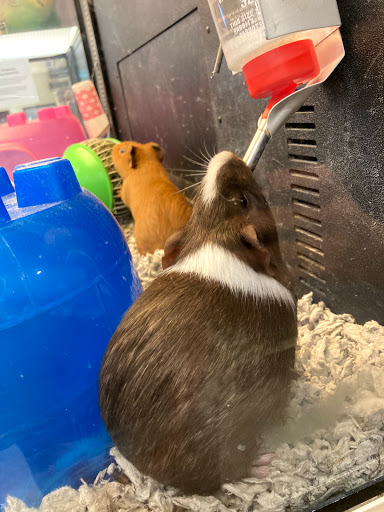 Pet Supply Store «PetSmart», reviews and photos, 400 Universal Dr N, North Haven, CT 06473, USA