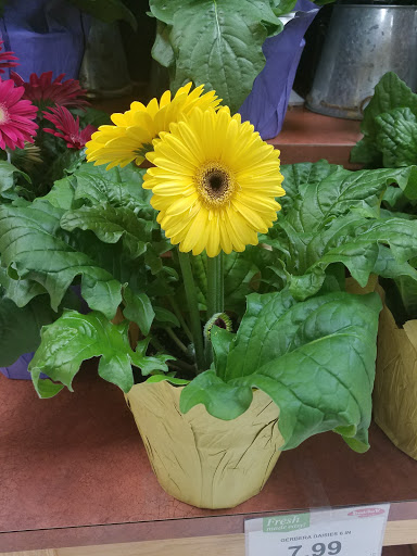 Grocery Store «Strack & Van Til Food Market», reviews and photos, 999 W Old Ridge Rd, Hobart, IN 46342, USA