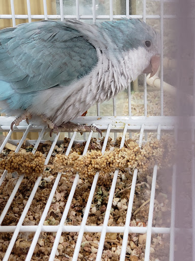 Pet Supply Store «Pet Supermarket», reviews and photos, 1338 Del Prado Blvd, Cape Coral, FL 33990, USA