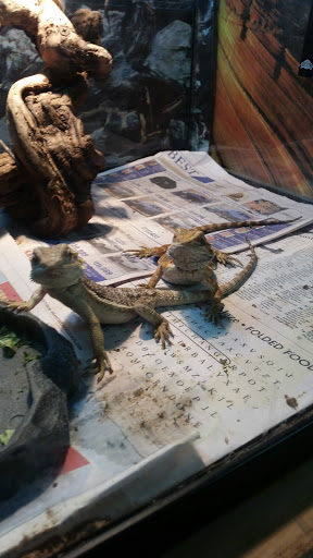 Pet Store «Pets World», reviews and photos, 147 Bridge St, Weymouth, MA 02191, USA