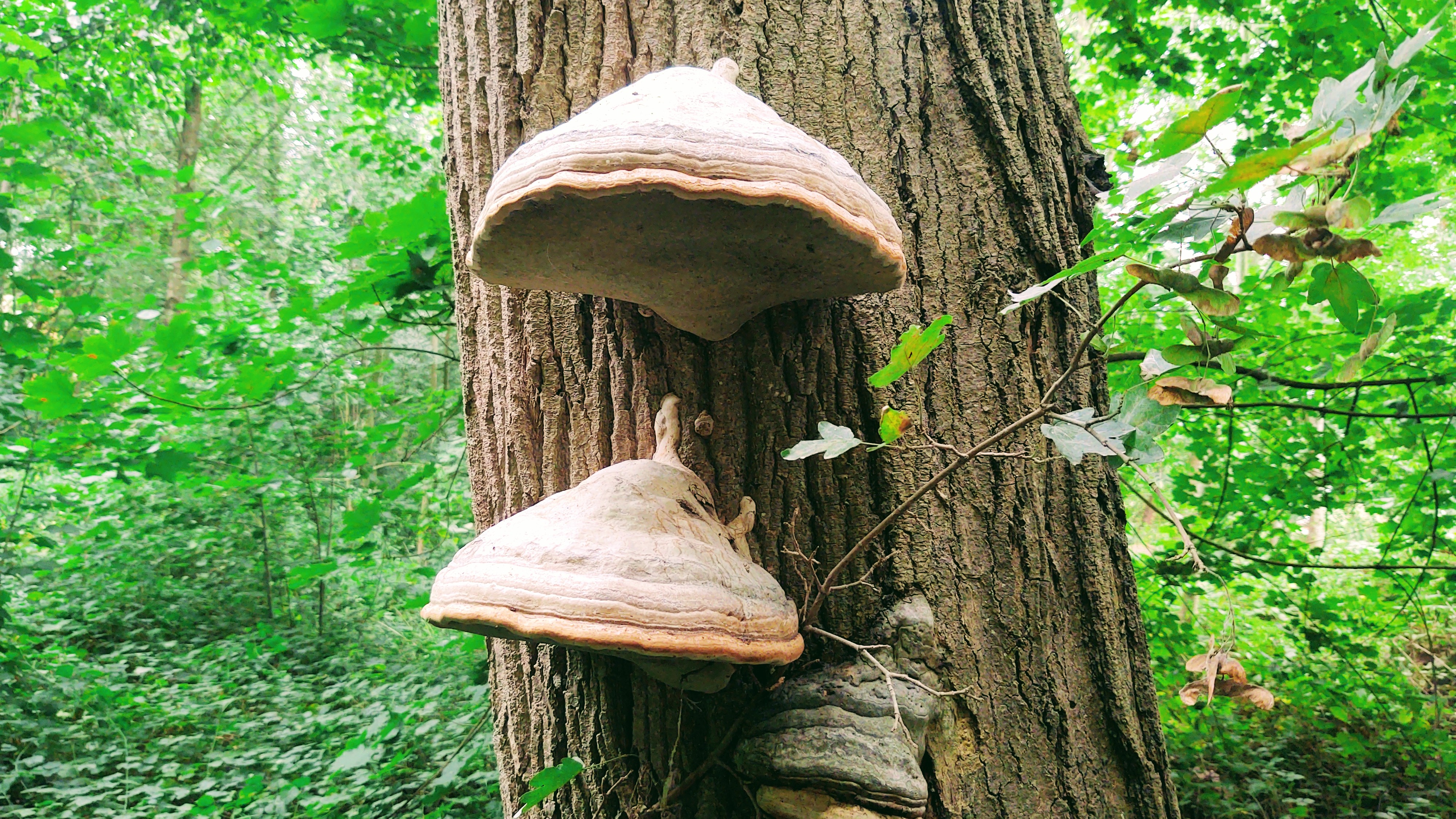 Photo n° 2 de l'avis de Polski.l fait le 02/09/2020 à 14:34