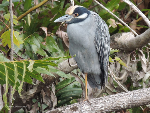 Boat Tour Agency «River Lilly Cruises», reviews and photos, 500 E Prima Vista Blvd, Port St Lucie, FL 34983, USA