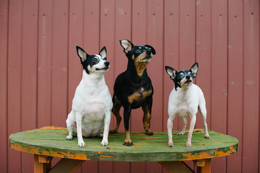 Explore chosen tattoo ideas, creative tattoo ideas in Tallmadge, available at Killjoy tattoo