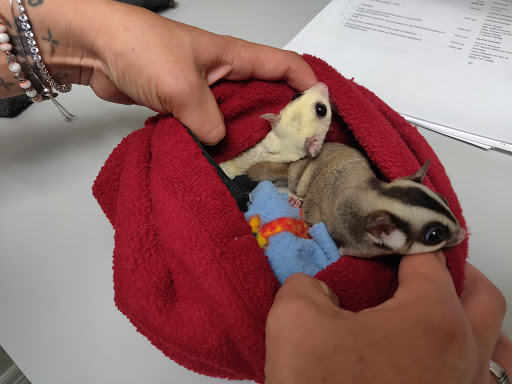 Pet Store «The Pet Glider, Glider World», reviews and photos, 11407 Craighead Dr, Houston, TX 77025, USA