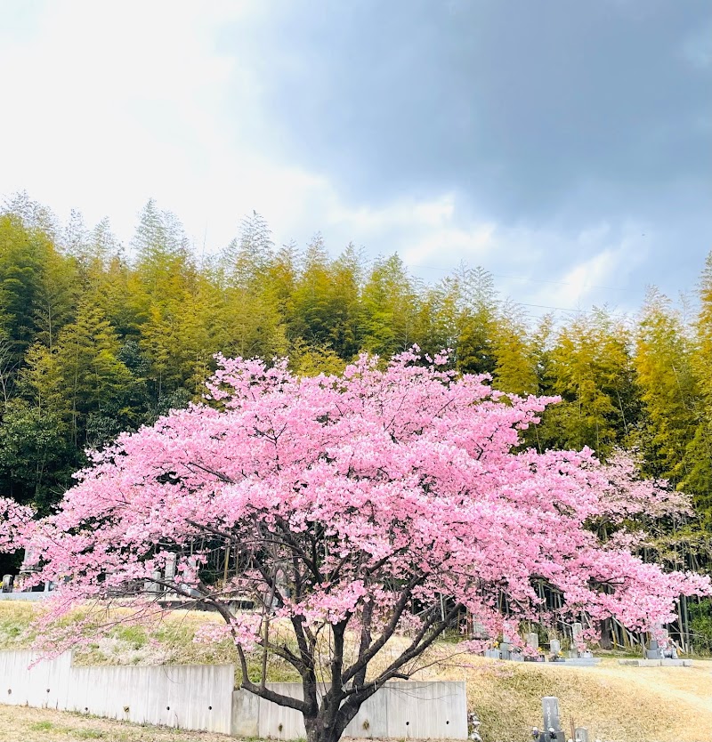 墓地の河津桜