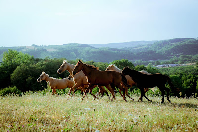 CSG Western à Crépol