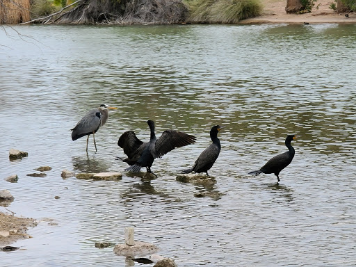 Park «Evelyn Hallman Park», reviews and photos, 1900 N College Ave, Tempe, AZ 85281, USA