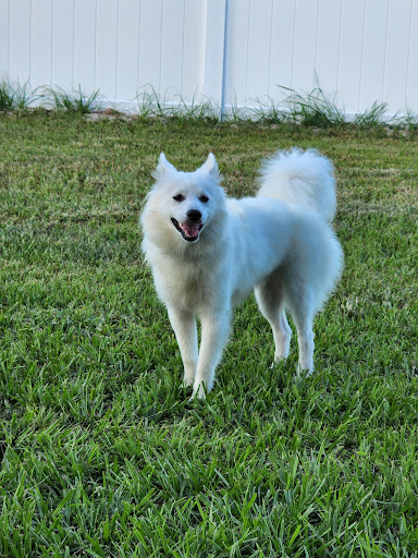 Pet Groomer «Woof Gang Bakery & Grooming Celebration», reviews and photos, 671 Front St #120, Celebration, FL 34747, USA