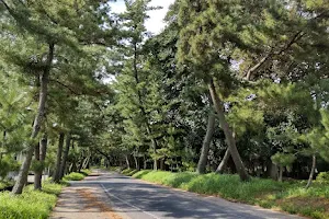 Goyu Pine Tree Colonnade image