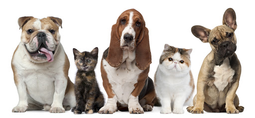 Contratar Health for Pet. Plano de Saúde para Cães e Seguros Gerais RJ