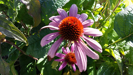 Park «Pacific Park», reviews and photos, 2163 Shadylane Dr, Springfield, OR 97478, USA