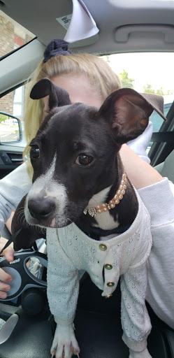 Pet Supply Store «Petco Animal Supplies», reviews and photos, 239 Newburyport Turnpike, Topsfield, MA 01983, USA