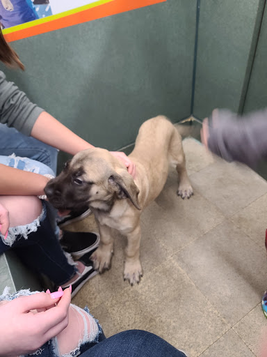 Pet Store «Petland», reviews and photos, 351 Diederich Blvd, Ashland, KY 41101, USA