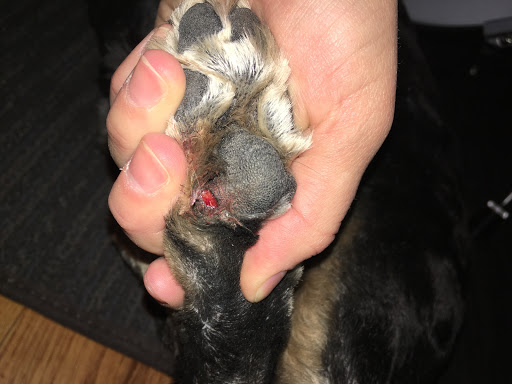 Pet Groomer «Aspen Grooming & Pet Supply», reviews and photos, 2403 Santa Fe Dr # 6, Pueblo, CO 81006, USA