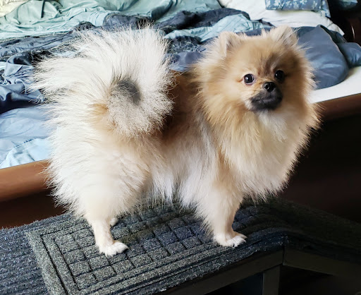 Pet Supply Store «Petco Animal Supplies», reviews and photos, 6672 Lonetree Blvd, Rocklin, CA 95765, USA