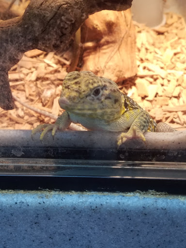 Reptile Store «LLLReptile & Supply Las Vegas», reviews and photos, 8450 W Sahara Ave #105, Las Vegas, NV 89117, USA