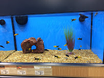 Petco - Photo 6 - Car repair in Marietta, GA, Sandy Springs