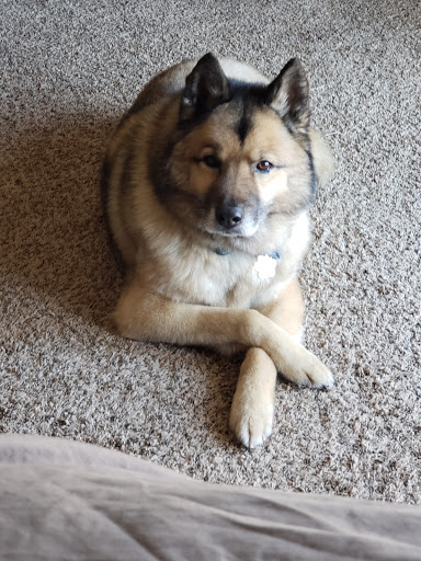 Pet Supply Store «PetSmart», reviews and photos, 1417 W Interstate 240 Service Rd, Oklahoma City, OK 73159, USA