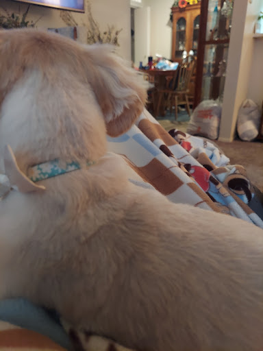 Pet Supply Store «Petco Animal Supplies», reviews and photos, 1410 N Loop 336 W, Conroe, TX 77304, USA