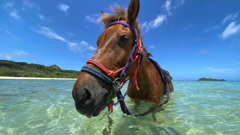 石垣島馬広場