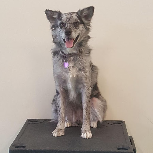 Pet Supply Store «Four Legs Pets Gilberts», reviews and photos, 133 E Higgins Rd, Gilberts, IL 60136, USA