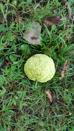 Social Services Organization «Ronald McDonald House», reviews and photos