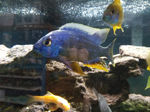 Pet Supply Store «Tropical World Pets», reviews and photos, 8444 Watson Rd, Webster Groves, MO 63119, USA