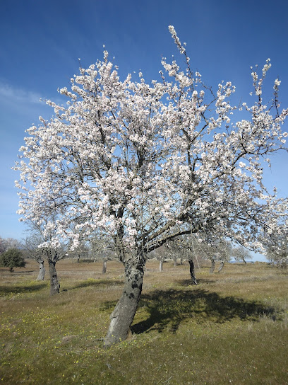 Zona de senderismo – Almendro en Flor – Abadía