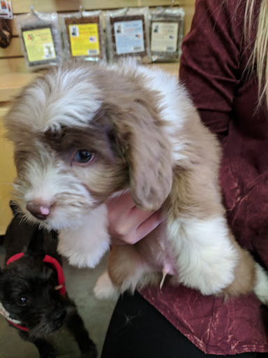 Pet Supply Store «Bow Wow & Meow», reviews and photos, 11607 Maumelle Blvd, North Little Rock, AR 72113, USA