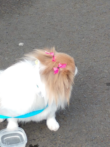 Pet Supply Store «Petco Animal Supplies», reviews and photos, 2000 NE Burnside Rd, Gresham, OR 97030, USA