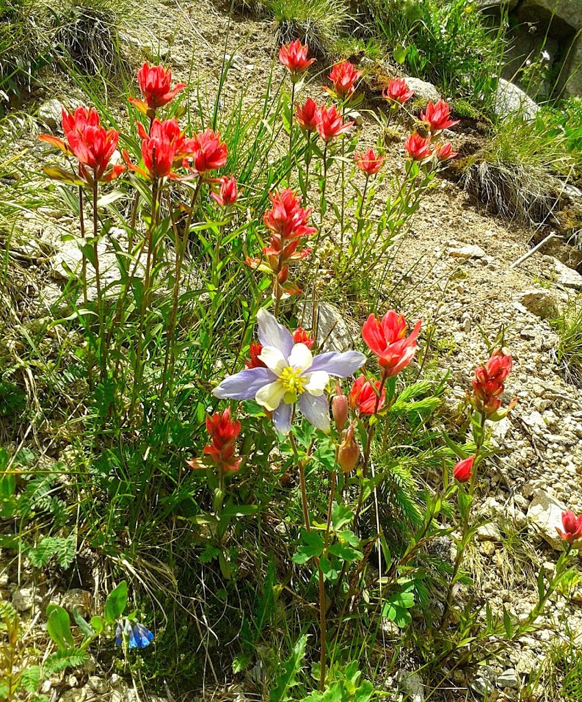 Mountain Meadow Massage Therapy 81211