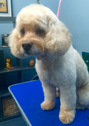 Pet Store «Doggy Dog World Inc», reviews and photos, 2552 Coney Island Ave, Brooklyn, NY 11223, USA