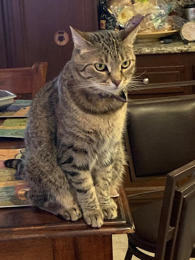 Insurance Broker «PetFirst Pet Insurance», reviews and photos