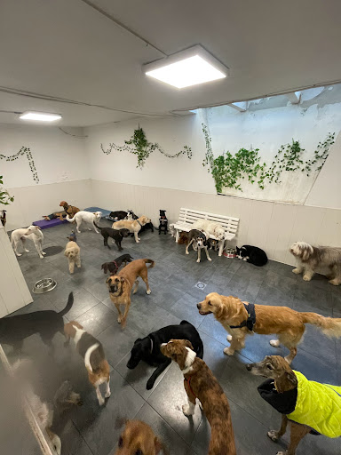 Guarderías caninas y cuidadores de mascotas en Madrid de 2024