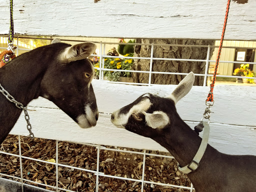 Fairground «Canyon County Fair», reviews and photos, 111 S 22nd Ave, Caldwell, ID 83605, USA