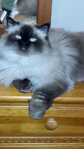 A Tender Touch Dog Grooming