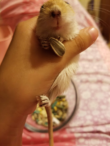 Pet Store «Petsway», reviews and photos, 1717 W Kearney St, Springfield, MO 65803, USA