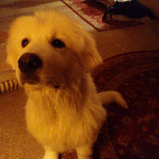 Pet Supply Store «Pet Supplies Plus», reviews and photos, 1764 Tilden Ridge Dr, Hamburg, PA 19526, USA