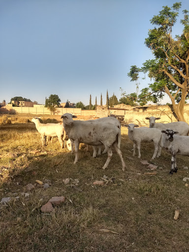 Granja las palmas