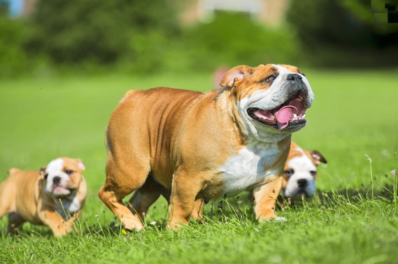 English Bulldog Puppies For Sale | Adoption | Anthon's Eglishbulldogs Home