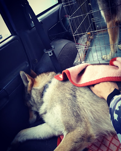 Veterinárna nemocnica Dúbrava - Prešov